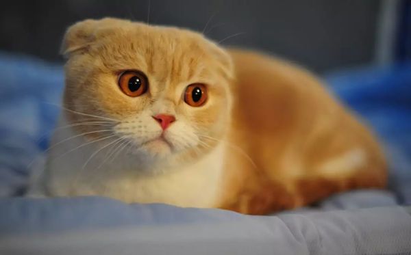 折耳猫为甚么不能养,不能养折耳猫是怎样回事