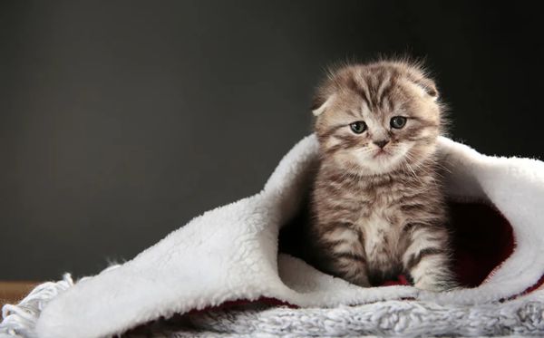 折耳猫为甚么不能养,不能养折耳猫是怎样回事