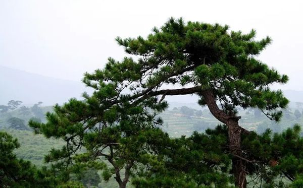 为甚么春季树叶会变黄,春季叶子发黄掉落是怎样回事