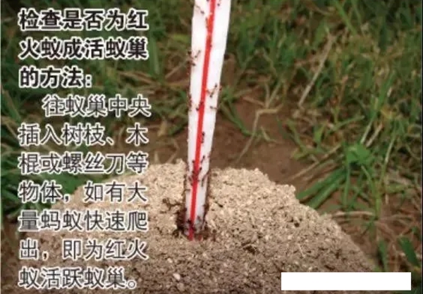 若何辨别红火蚁,红火蚁有毒吗,被咬了怎样办