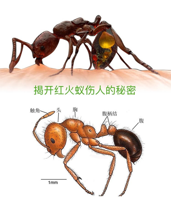 若何辨别红火蚁,红火蚁有毒吗,被咬了怎样办