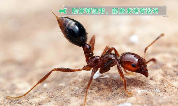 若何辨别红火蚁,红火蚁有毒吗,被咬了怎样办