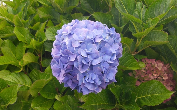 绣球花为甚么又叫死人花,绣球花的花语和意味
