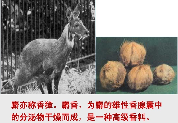 片仔癀为甚么这么贵,片仔癀的功能和感化