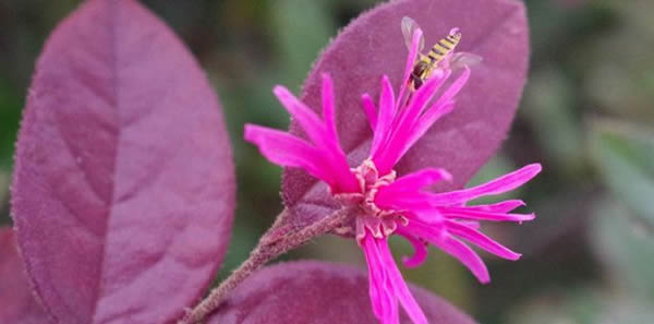 红花继木的花语