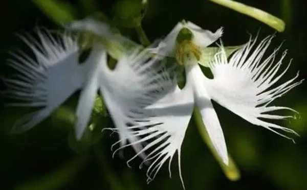 兰花的花语,兰花的寄意和意味是甚么