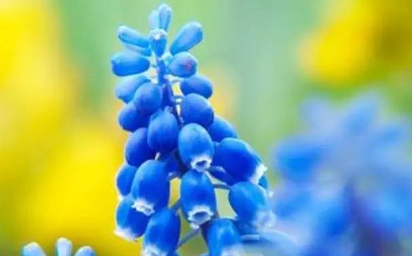 风信子的花语,风信子的寄意和意味是甚么