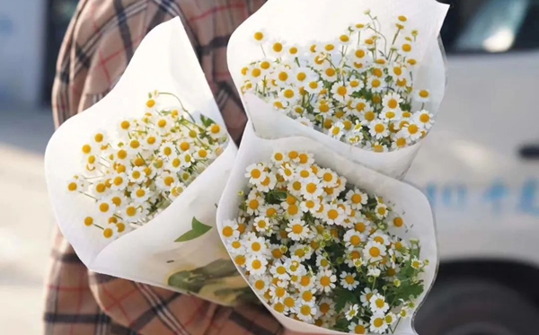 洋甘菊的花语,洋甘菊的寄意和意味是甚么