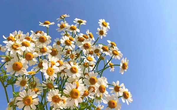 洋甘菊的花语,洋甘菊的寄意和意味是甚么