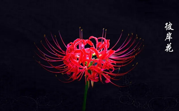 此岸花的花语和寄意是甚么