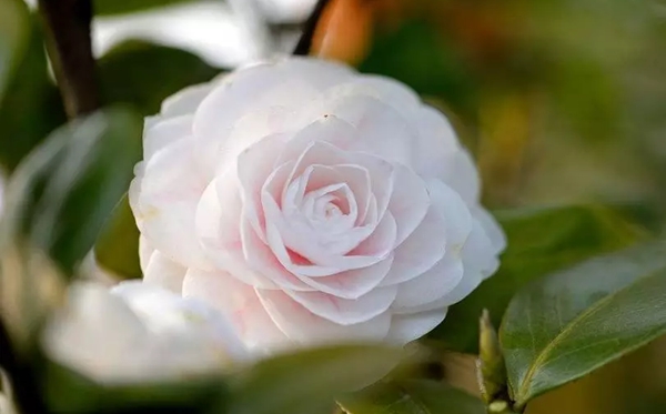山茶花的花语和寄意是甚么