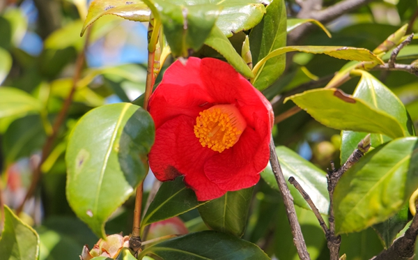 山茶花的花语和寄意是甚么