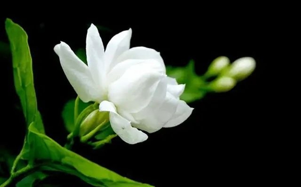 茉莉花花语,茉莉花的寄意和意味是甚么