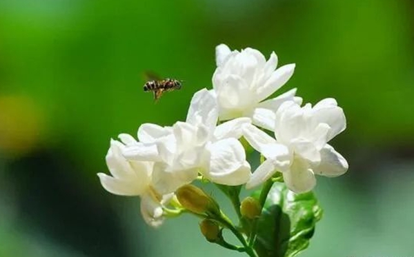 茉莉花花语,茉莉花的寄意和意味是甚么