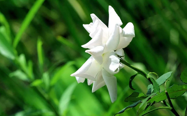 栀子花的花语,栀子花送人代表甚么意思