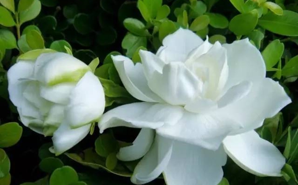 栀子花的花语,栀子花送人代表甚么意思