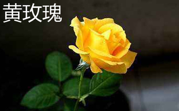 香槟玫瑰花语,香槟玫瑰的意味与寄意是甚么