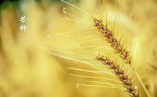 芒种骨气的寄义是甚么,芒种骨气的特色和风尚简介