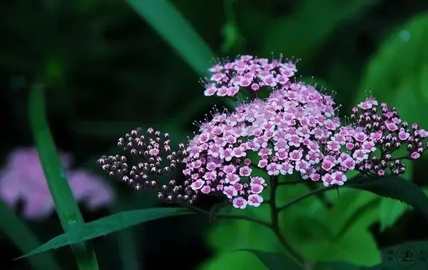 芒种骨气的寄义是甚么,芒种骨气的特色和风尚简介