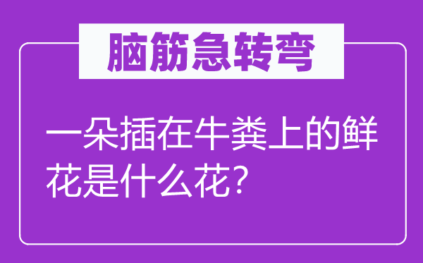 脑子急转弯：一朵插在牛粪上的鲜花是甚么花？