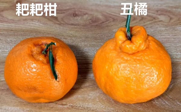 耙耙柑怎样读,耙耙柑念pa仍是ba,耙耙柑和橘子的区分是甚么
